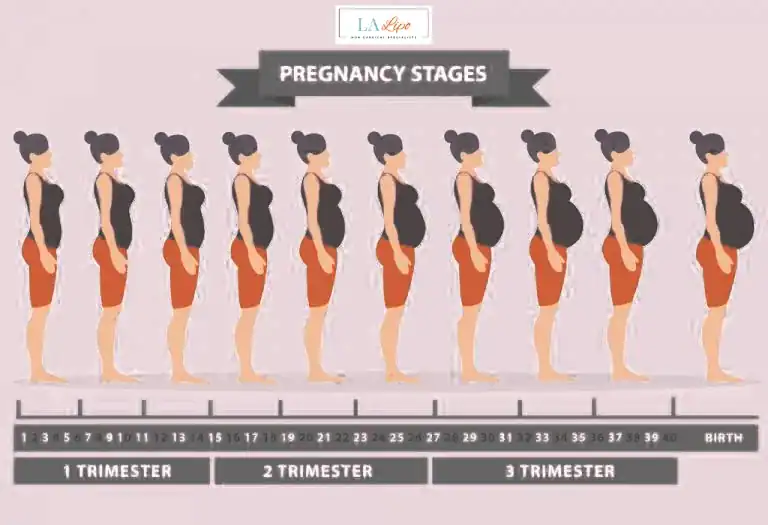 First Trimester (Weeks 1–12): Early Changes You Might Not Notice Berkshire